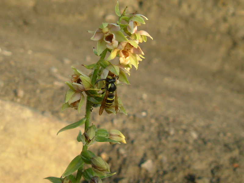 Epipactis